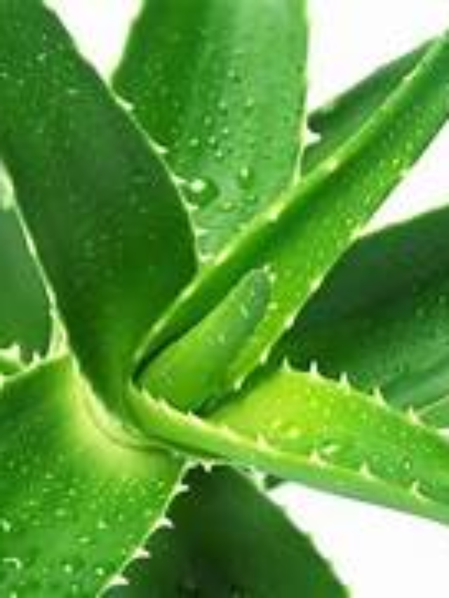 benefits of aloe vera gel